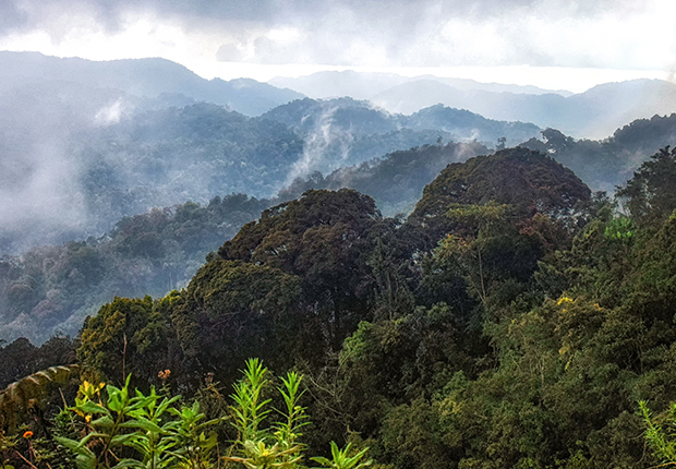 C4102-Primates en Ruanda