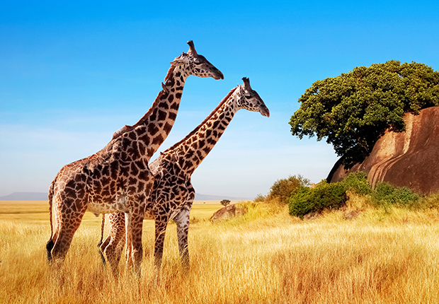C4116-Safari completo Kenia y Tanzania - Cat. Classic